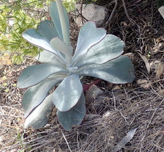 Cotyledon orbiculata spuria