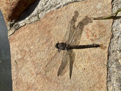 Pinheyschna subpupillata