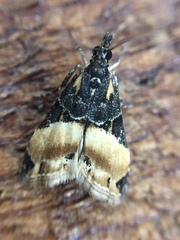 Eudonia chlamydota