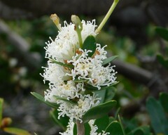 Hakea oleifolia