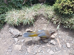 Trochalopteron morrisonianum