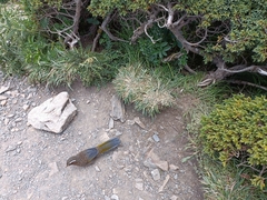 Trochalopteron morrisonianum