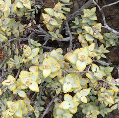Crassula rupestris