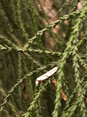 Culladia cuneiferellus