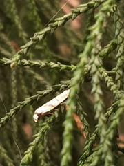 Culladia cuneiferellus