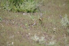 Chrysococcyx basalis