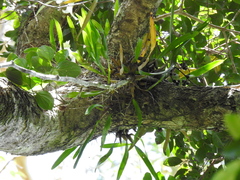 Dendrobium monophyllum