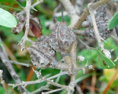 Hakea oleifolia