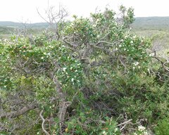 Hakea oleifolia
