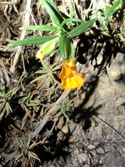 Diplacus longiflorus