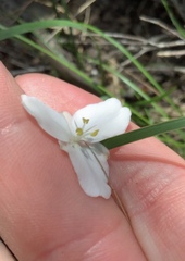 Libertia