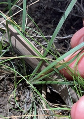 Libertia