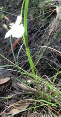 Libertia