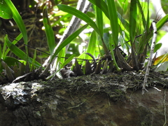 Dendrobium monophyllum