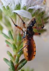 Sphedanolestes