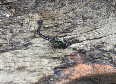 Austroaeschna pulchra