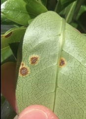 Puccinia coprosmae