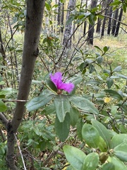 Rhododendron dauricum