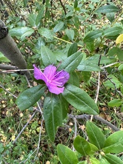 Rhododendron dauricum
