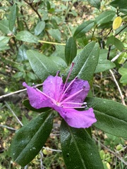 Rhododendron dauricum