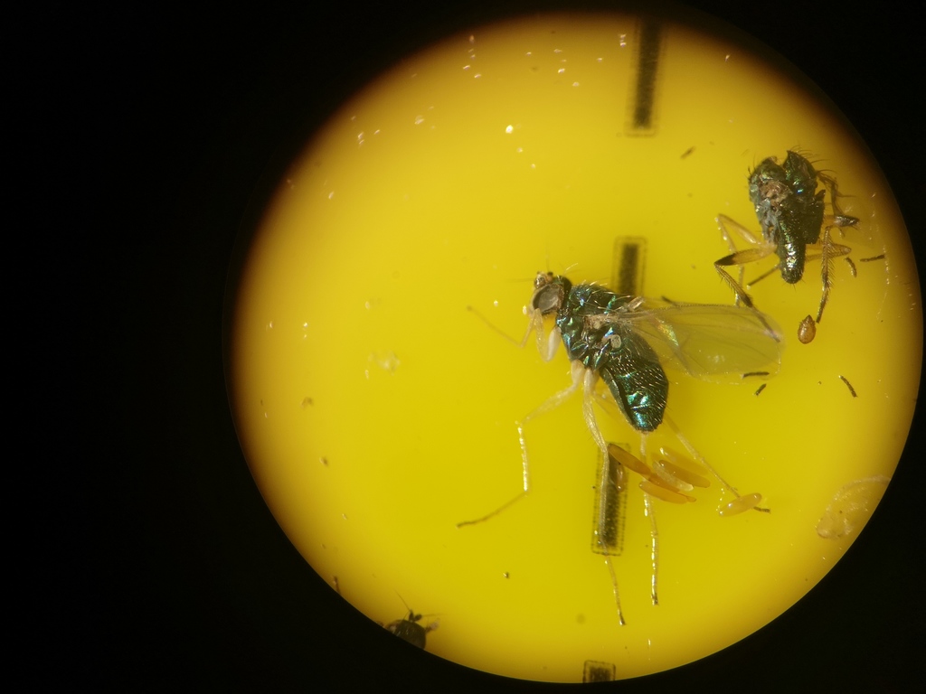 Chrysotimus flaviventris