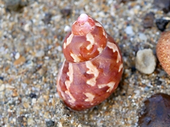 Phasianella ventricosa