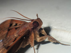 Ischyja marapok