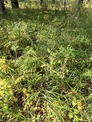 Aconitum barbatum