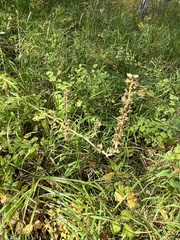 Aconitum barbatum