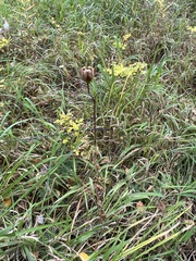 Lilium martagon pilosiusculum