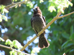 Amblyospiza albifrons