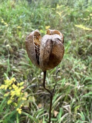 Lilium martagon pilosiusculum