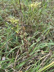 Lilium martagon pilosiusculum