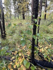 Betula platyphylla