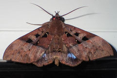Ischyja marapok