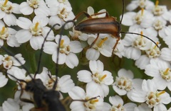 Alosterna tabacicolor