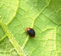 Cryptolaemus
