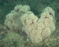 Dendronephthya australis