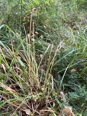 Hemerocallis minor