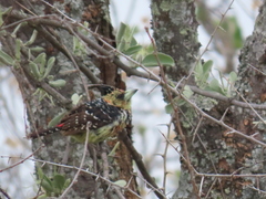 Trachyphonus vaillantii