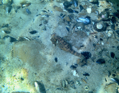 Hippocampus abdominalis