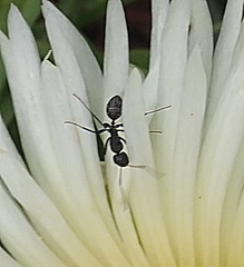 Camponotus niveosetosus