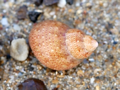Phasianella ventricosa
