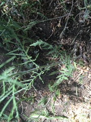 Sisymbrium altissimum