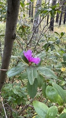 Rhododendron dauricum