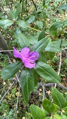 Rhododendron dauricum