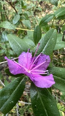 Rhododendron dauricum