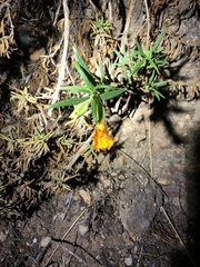 Diplacus longiflorus