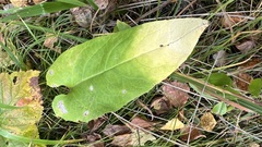 Saussurea controversa