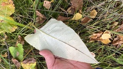 Saussurea controversa